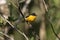 Violaceous euphonia, Euphonia violacea