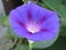Violaceous morning-glory flower