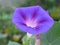 Violaceous morning-glory flower