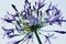 Violet African Agapanthus high key