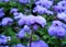 Violet Ageratum Flowers