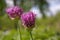 Violet Allium flower buds before the inflorescence unfolds.Decorative purple Allium flowers before flowering .