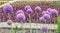 Violet Allium flowers, ball flower, genus of monocotyledonous