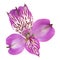 Violet Alstroemeria flower head