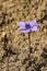 Violet anemone flower in sunlight in desert