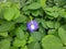 A violet asianpigeon flower between leafs