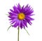 Violet aster