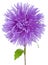 Violet aster flower