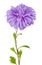 Violet aster flower