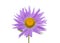 Violet aster flower macro shot isolated