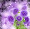 Violet aster flowers on bokeh background