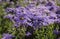 Violet Asters