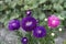 Violet Asters flowers and one pink aster grow in garden, top