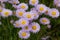 Violet asters grow in a meadow