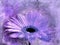 Violet astra flower digital painting, abstract