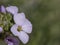 A violet aubrieta flower, closeup