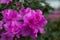 Violet azalea during flowering, close up