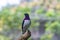 A Violet-backed starling