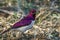 Violet-backed starling in Kruger National park, South Africa