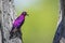 Violet-backed starling in Kruger National park, South Africa
