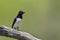 Violet-backed starling in Kruger National park, South Africa