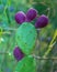 Violet Barbary Fig Cactus in Green Surroundings. Close-up Photography