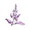 Violet basil plant with leaves. Lavender violet flower with leaf. Handdrawn botanical illustration of herb.