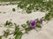 Violet beach morning glory flowers with its green vines on white sand