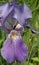 Violet Bearded Iris - A Bugs Light
