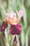 violet bearded iris close up in a blurry grass background