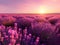 Violet Beauty of Provence Sunset Fields