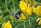 Violet bee carpenter xylocope is sitting on a yellow flower