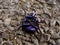 Violet beetle