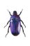 Violet beetle on the white background