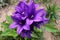 Violet bell shaped decorative Bellflower cluster, possibly of Campanula genus, growing in garden during late spring season