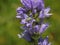 Violet bellflowers of Campanula cervicaria with scarabaeid beetle Hoplia argentea