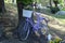 Violet bike propped on tree in Tihany, Balaton