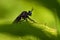 Violet black-legged robber fly, Dioctria atricapilla