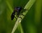 Violet black-legged robber fly, Dioctria atricapilla