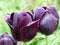 Violet-Black tulips