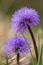 Violet bloom naked-stalked globularia globularia nudicaulis fl