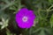 Violet bloom of violet flowers