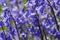 Violet blooming blue bells or Hyacinthoides non-scripta