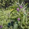 Violet blooming common comfrey plant in its own natural habitat