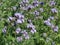 Violet blooming flowers in field, Lithuania