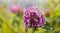 Violet blooming meadow flower of clover plant Trifolium pratense close up macro