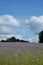 Violet Blooming phacelia field