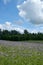 Violet Blooming phacelia field