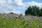 Violet Blooming phacelia field