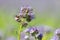 Violet blooming Phacelia flowers and honey bee